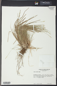 Carex seorsa image