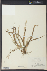 Carex striatula image