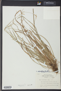 Carex styloflexa image