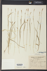 Carex styloflexa image