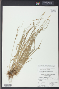 Carex styloflexa image