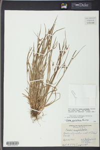 Carex styloflexa image