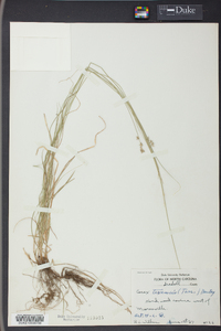 Carex texensis image