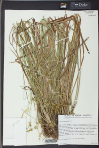 Carex turgescens image