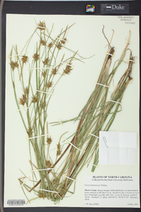 Carex turgescens image