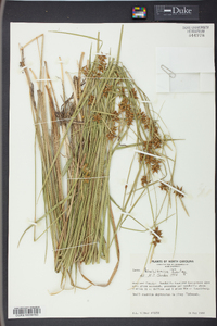 Carex turgescens image