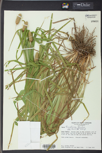 Carex typhina image