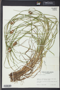 Carex typhina image