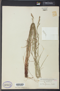 Carex virescens image