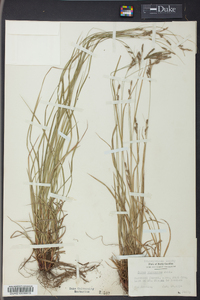 Carex virescens image