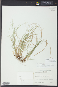 Carex willdenowii image