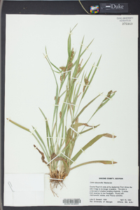 Carex abscondita image