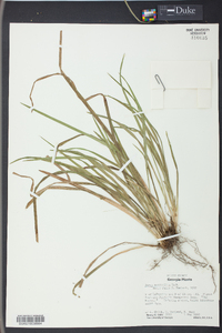 Carex abscondita image