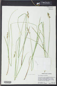 Carex albolutescens image