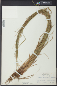 Carex aestivalis image