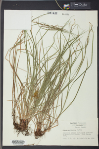 Carex aestivalis image