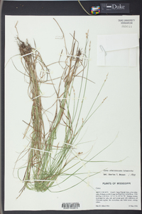 Carex albolutescens image