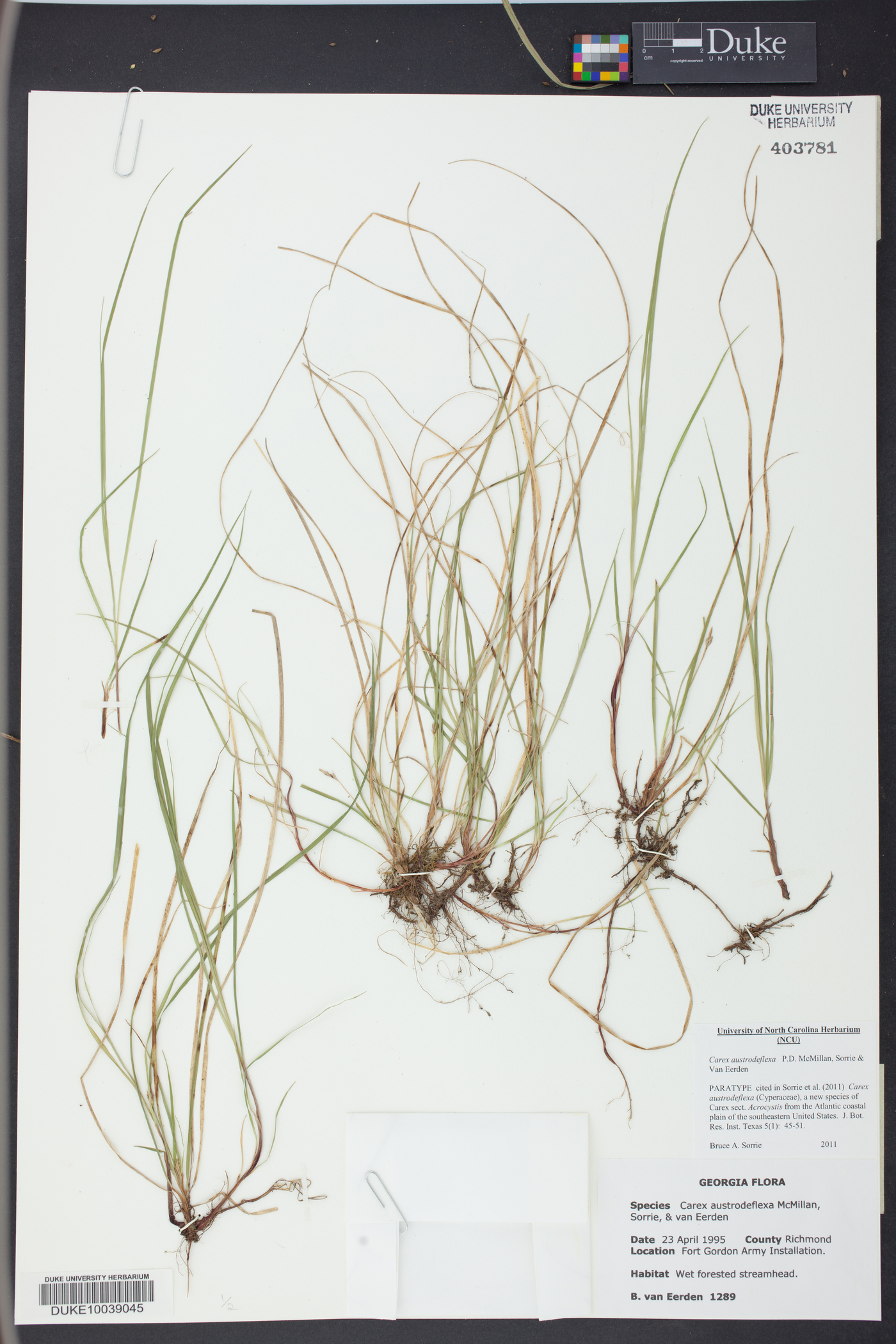 Carex austrodeflexa image