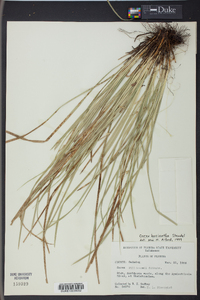 Carex basiantha image