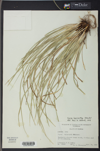 Carex basiantha image