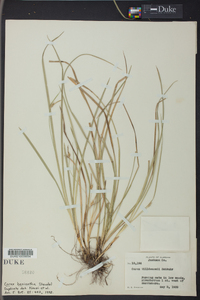 Carex basiantha image