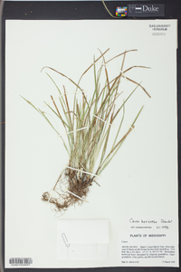 Carex basiantha image