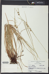 Carex bullata image