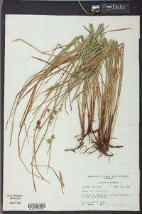 Carex bullata image