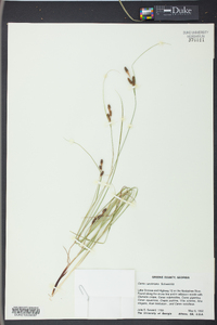 Carex caroliniana image