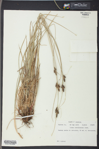 Carex caroliniana image