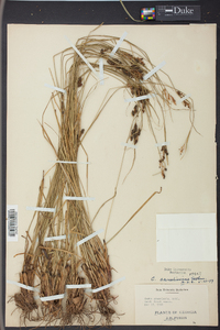 Carex caroliniana image