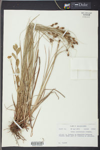 Carex caroliniana image