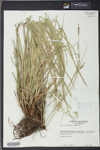 Carex cherokeensis image