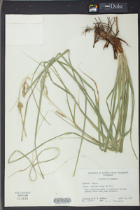 Carex cherokeensis image