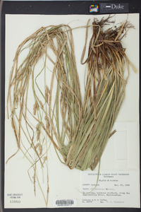 Carex cherokeensis image