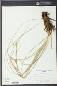 Carex cherokeensis image