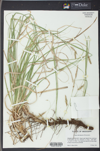 Carex cherokeensis image