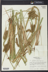 Carex comosa image