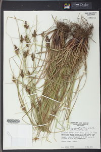 Carex complanata image