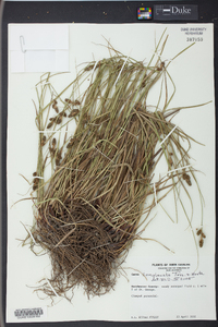 Carex complanata image