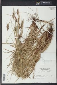 Carex complanata image