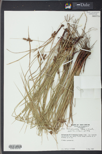 Carex complanata image