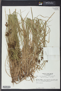 Carex complanata image