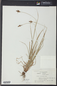 Carex complanata image