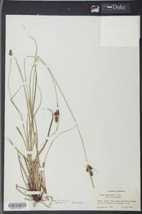 Carex complanata image