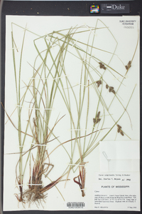 Carex complanata image