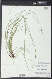 Carex complanata image