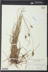 Carex complanata image