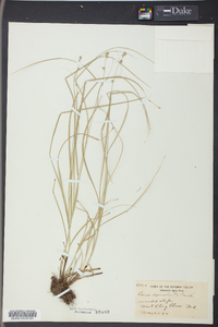 Carex convoluta image