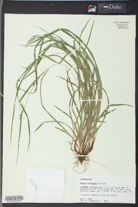 Carex corrugata image